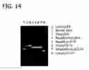 Fig. 15 - Processes for directionally ligating double stranded nucleic acids
