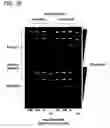 Fig. 17 - Processes for directionally ligating double stranded nucleic acids
