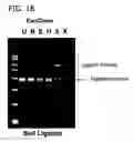 Fig. 19 - Processes for directionally ligating double stranded nucleic acids