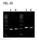 Fig. 21 - Processes for directionally ligating double stranded nucleic acids