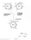 Fig. 06 - Method for specific integration of t7 rna polymerase gene in the chromosome of corynebacterial and the resultant corynebacteria-t7 promoter based shuttle vector system