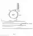 Fig. 07 - Method for specific integration of t7 rna polymerase gene in the chromosome of corynebacterial and the resultant corynebacteria-t7 promoter based shuttle vector system