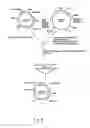 Fig. 09 - Method for specific integration of t7 rna polymerase gene in the chromosome of corynebacterial and the resultant corynebacteria-t7 promoter based shuttle vector system