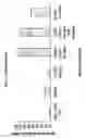 Fig. 02 - Method of expressing recombinant protein in cho cells