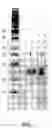 Fig. 02 - Methods for preparing highly active april ligand polypeptides