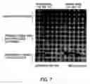 Fig. 09 - Methods for preparing highly active april ligand polypeptides