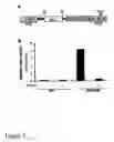 Fig. 05 - Modified sodium iodide symporter proteins and genes for imaging and cancer therapy