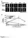 Fig. 08 - Modified sodium iodide symporter proteins and genes for imaging and cancer therapy