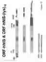Fig. 11 - Modified sodium iodide symporter proteins and genes for imaging and cancer therapy