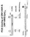 Fig. 12 - Modified sodium iodide symporter proteins and genes for imaging and cancer therapy