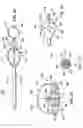 Fig. 26 - Apparatus and method for diagnosis and therapy of electrophysiological disease