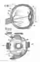 Fig. 02 - Ophthalmic clip and associated surgical method