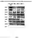 Fig. 02 - Method of forming mesenchymal stem cells from embryonic stem cells