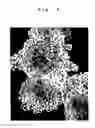 Fig. 07 - Cell culture method and apparatus thereof