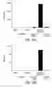 Fig. 10 - Dual antigen specific T cells with trafficking ability