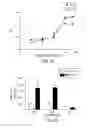 Fig. 26 - Dual antigen specific T cells with trafficking ability