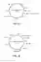 Fig. 27 - Dual antigen specific T cells with trafficking ability