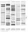 Fig. 04 - Hyaluronan synthase gene and uses thereof