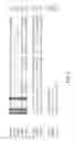 Fig. 05 - Hyaluronan synthase gene and uses thereof