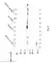 Fig. 11 - Hyaluronan synthase gene and uses thereof