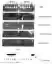 Fig. 02 - Detection of ochratoxin A producing fungi