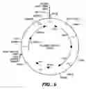 Fig. 09 - Xylanase, microorganisms producing it, DNA molecules, methods for preparing this xylanase and uses of the latter