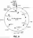 Fig. 11 - Xylanase, microorganisms producing it, DNA molecules, methods for preparing this xylanase and uses of the latter