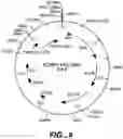 Fig. 12 - Xylanase, microorganisms producing it, DNA molecules, methods for preparing this xylanase and uses of the latter