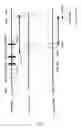 Fig. 02 - Noc2 knockout mouse