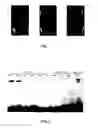 Fig. 02 - Maize bZIP transcription factors and genes encoding the same and use thereof