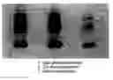 Fig. 01 - Neutral phenol oxidase