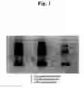 Fig. 02 - Neutral phenol oxidase