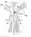 Fig. 01 - Method of attract-to-merge control of liquid jet-stream flows (AMS method)