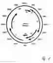 Fig. 02 - Detection of human papillomaviruses