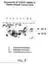Fig. 14 - Vascular endothelial growth factor 2