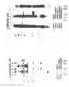 Fig. 17 - Vascular endothelial growth factor 2