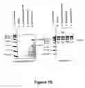 Fig. 23 - Vascular endothelial growth factor 2