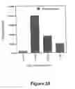 Fig. 31 - Vascular endothelial growth factor 2