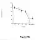 Fig. 38 - Vascular endothelial growth factor 2