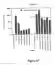 Fig. 43 - Vascular endothelial growth factor 2
