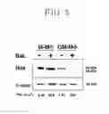Fig. 06 - Use of agent for suppressing infection and proliferation of human immunodeficiency syndrome virus