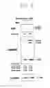 Fig. 09 - Use of agent for suppressing infection and proliferation of human immunodeficiency syndrome virus