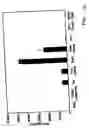 Fig. 19 - Compositions comprising immunostimulatory siRNA molecules and DLinDMA or DLenDMA