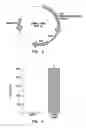Fig. 04 - Adenovirus vectors encoding brain natriuretic peptide