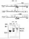 Fig. 02 - Method of resistance of epilepsy by suppressing the function of alpha 1g protein