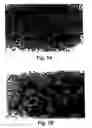 Fig. 02 - Morphogen-induced dendritic growth