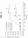 Fig. 09 - Novel human estrogen receptor beta