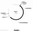 Fig. 02 - Genetic immunization of transgenic animals with non-eukaryotic expression systems