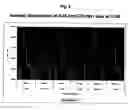 Fig. 09 - Genetic immunization of transgenic animals with non-eukaryotic expression systems