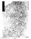 Fig. 02 - Powder of fine alloy particles having an uneven surface and method of manufacturing the powder